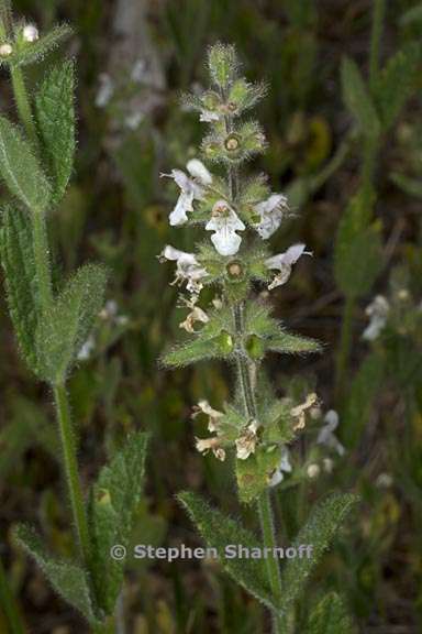 stachys rigida var rigida 2 graphic